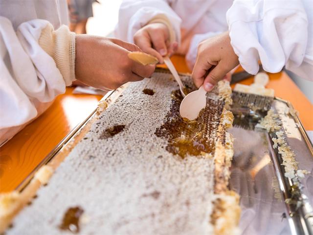 Foto per Dolomiti Ranger: Dall'ape al miele